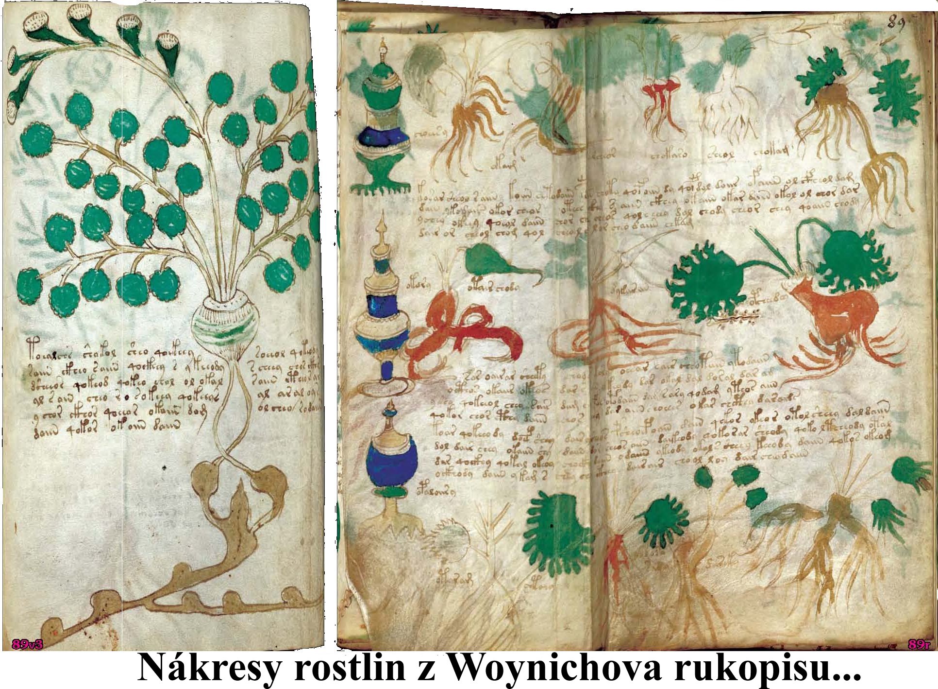 Woinichv rukopis - nkresy podivnch rostlin